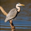 Airone cinerino (Ardea cinerea)