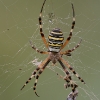 Argiope bruennichi