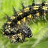 Bruco di vanessa dell\'ortica (Aglais urticae)