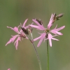 Fior di cuculo (Lychnis flos-cuculi)