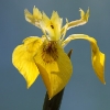 Giaggiolo acquatico (Iris pseudacorus)