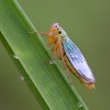 Cicadella (Cicadella viridis)