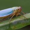 Cicadella (Cicadella viridis)