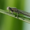 Damigella (Ischnura elegans)