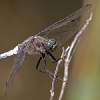 Orthetrum cancellatum