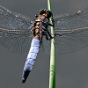 Orthetrum cancellatum