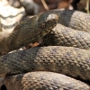 Natrice tassellata (Natrix tessellata)